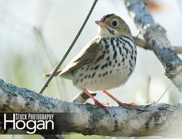 Oven bird found in New Jersey Pine Barrens