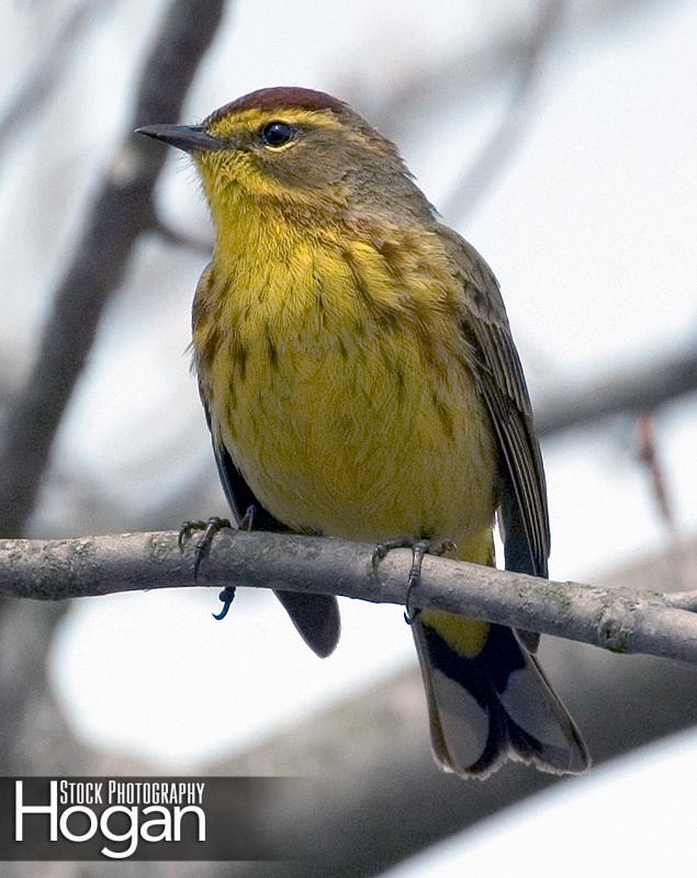 Palm warbler