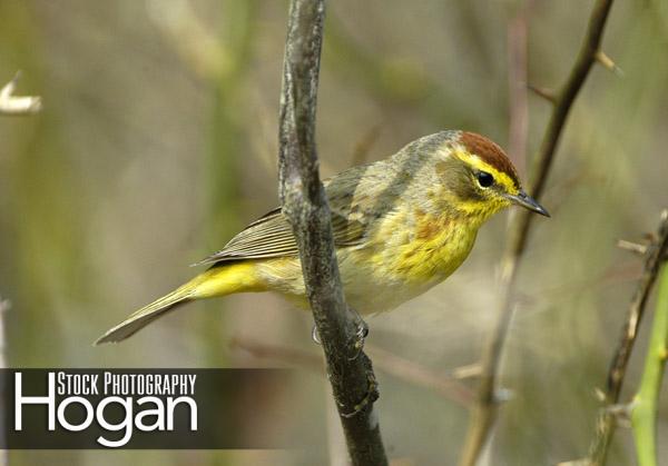 Palm warbler 3