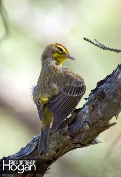 Palm warbler preening on pine tree