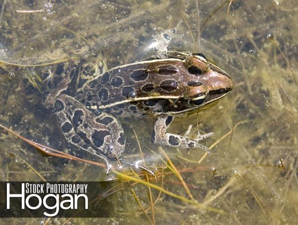 Pickerel frog lives in New Jersey Pine Barrens