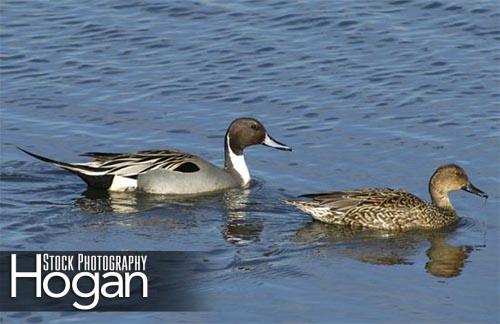 Pin tail ducks Forsythe Refuge