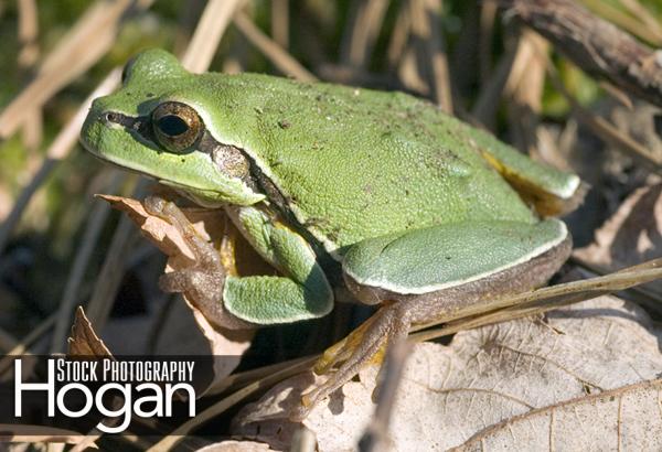 Pine Barrens treefrog in in cedar swamp