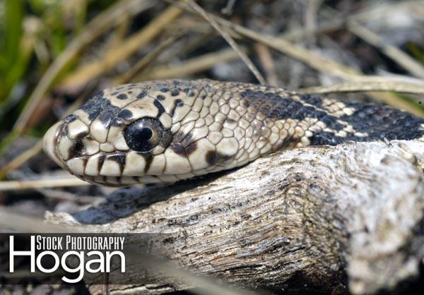 Northern pine snake closeup