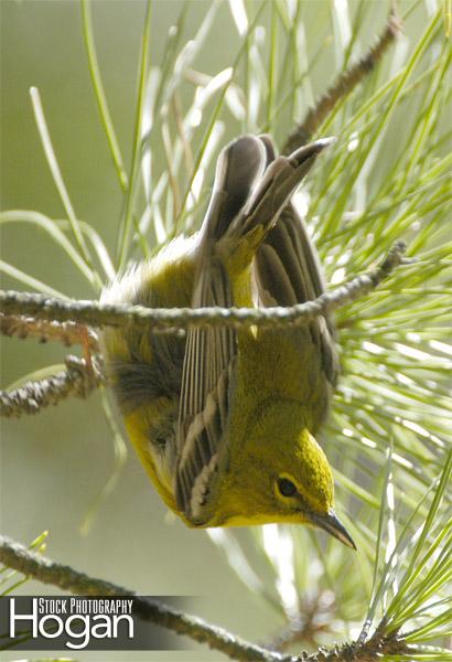 Pine warbler in Pine Tree