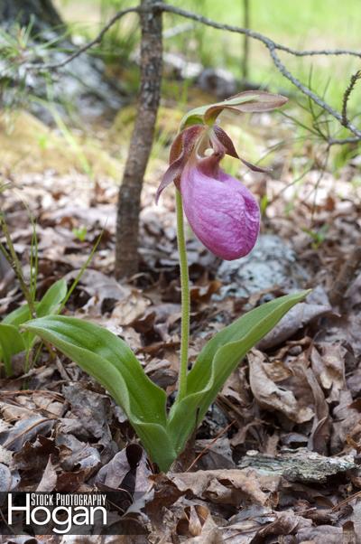 Pink ladys slipper orchid grows in New Jersey Pine Barrens