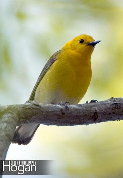 Prothonotary warbler 2