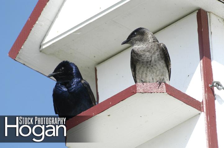 Purple martins on Martin House