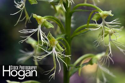 Ragged fringed orchid grows in New Jersey Pine Barrens