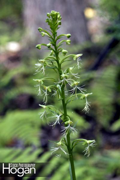 Ragged fringed orchid blooms in July New Jersey Pine Barrens