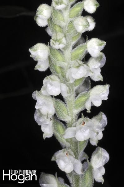 Rattlesnake orchid grows in New Jersey