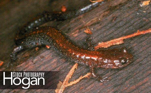 Red backed salamander live in the New Jersey Pinelands