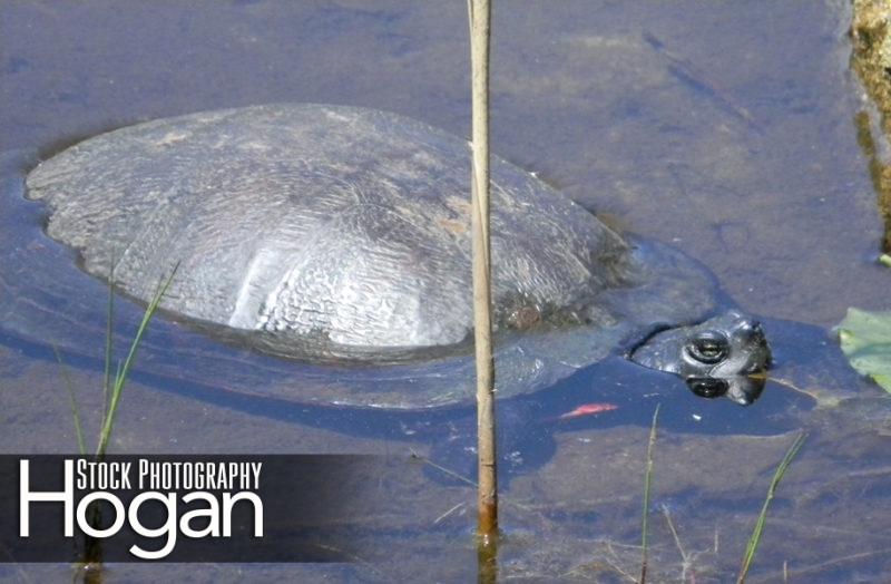 Red bellied turtle in lake