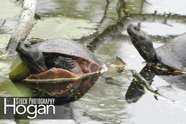 Red bellied turtles New Jersey Pine Barrens