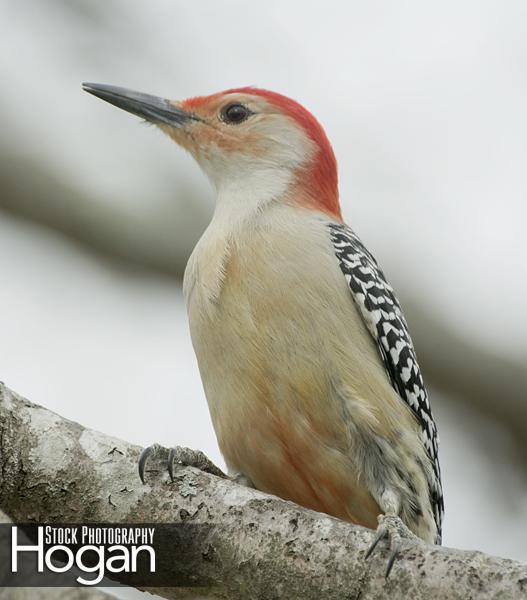 Red bellied woodpecker on branch