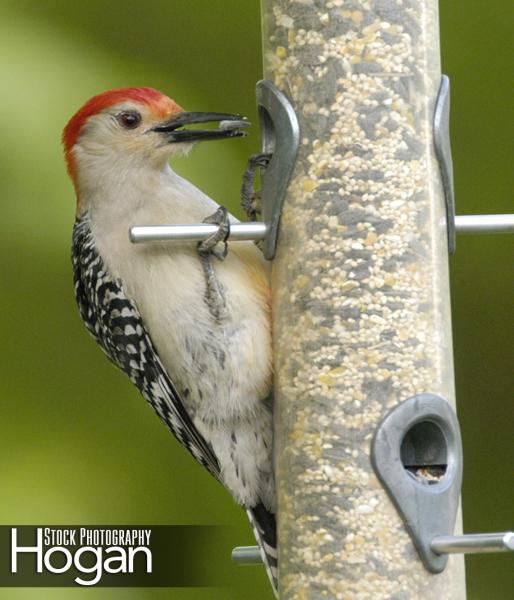 Red bellied woodpecker at feeder