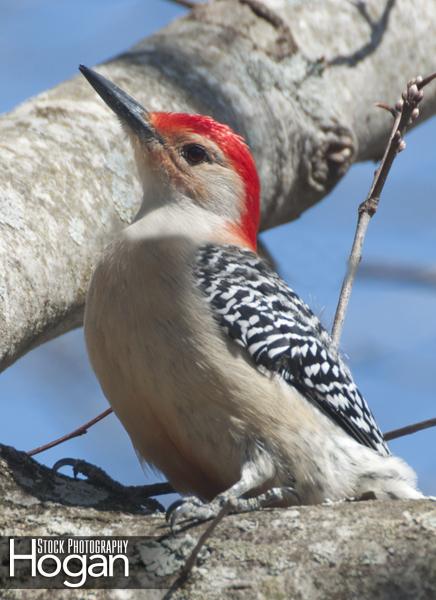 Red bellied woodpecker