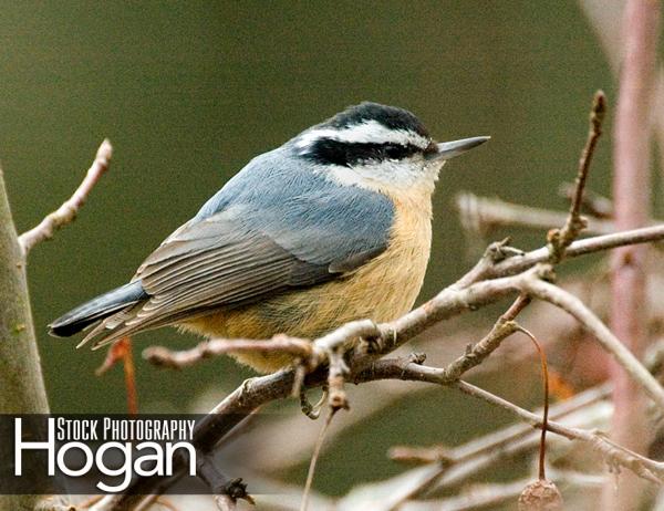 Red breasted nuthatch