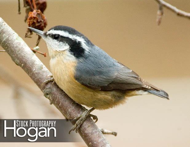 Red breasted nuthatch winter