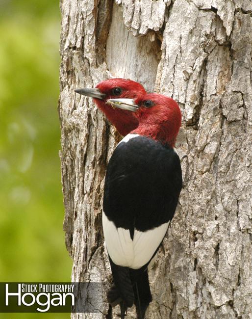 Red headed woodpecker pair in tree hole