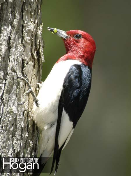 Red headed woodpecker with food