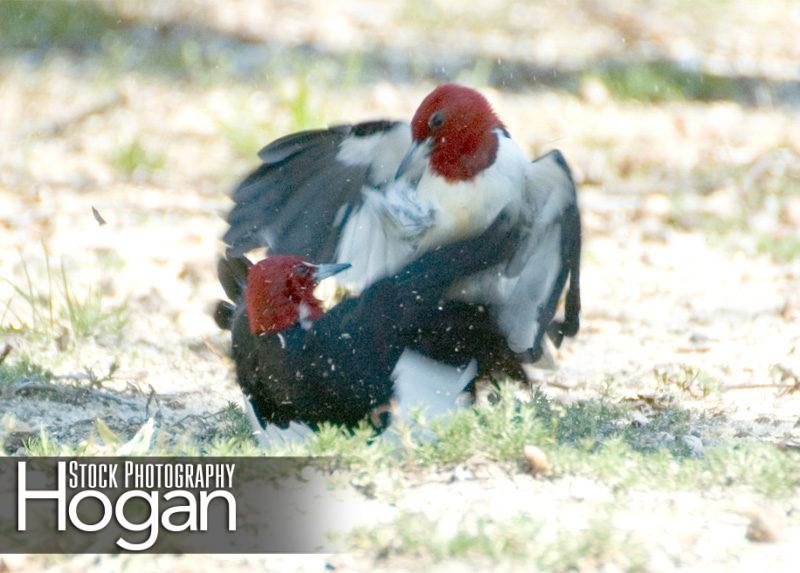 Red headed woodpeckers fighting