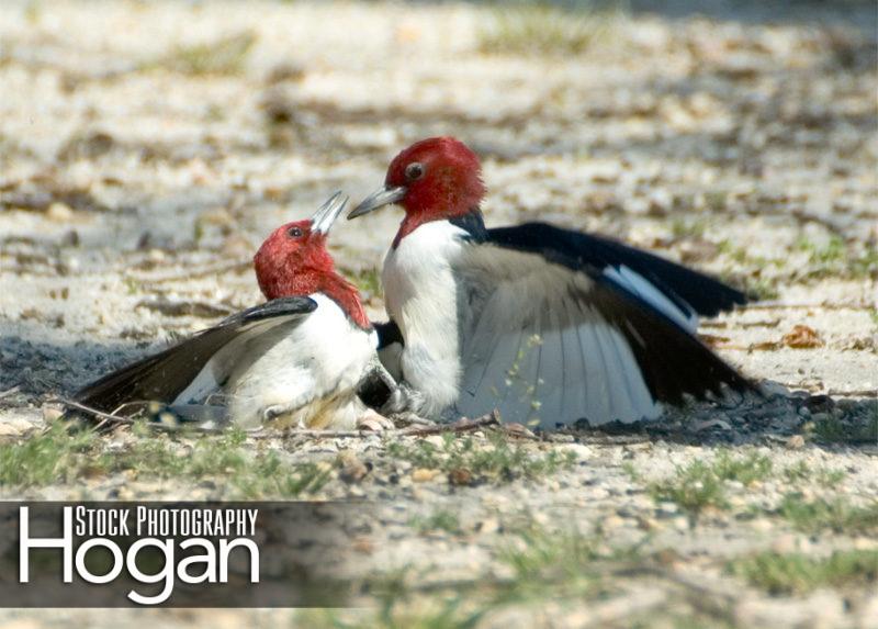 Red headed woodpeckers fighting