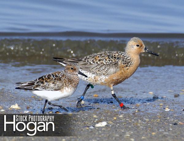 Red knot and sanderling, Delaware Bay