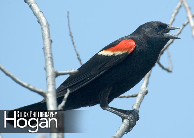 Red wing black bird male