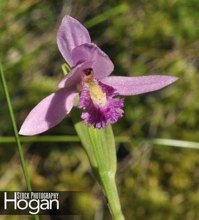 Rose pagonia orchid grows in wetlands in the New Jersey Pine Barrens