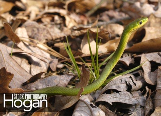 Rough green snake are lime green