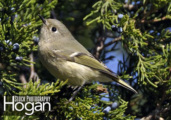 Ruby crowned kinglet