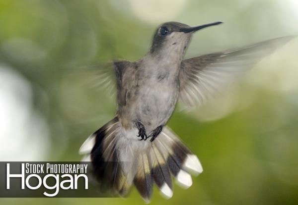 Ruby throated hummingbird female