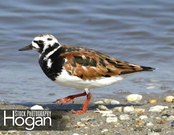 Ruddy turnstone Delaware Bay