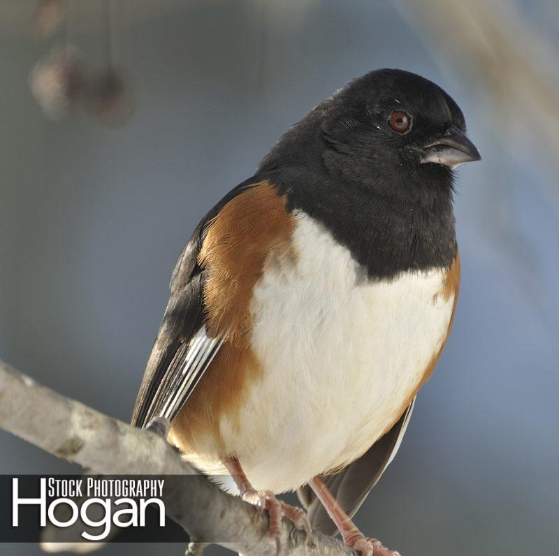 Rufus sided towhee found in the New Jersey Pine Barrens