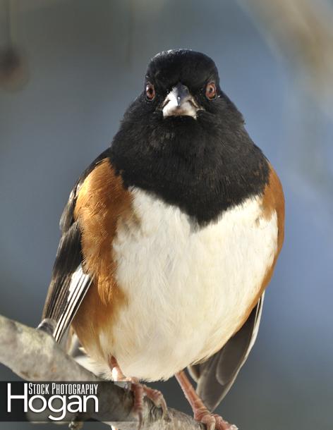 Rufus sided towhee found in the New Jersey Pine Barrens