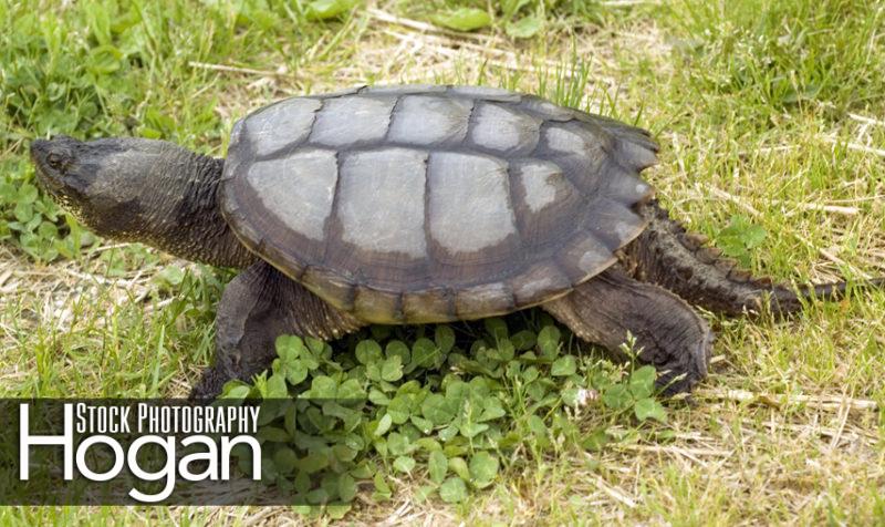 Snapping turtle New Jersey Pine Barrens