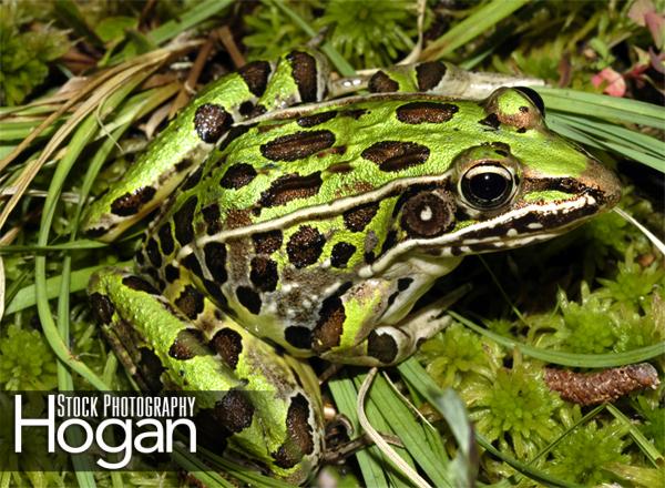 Southern leopard frog is bright green