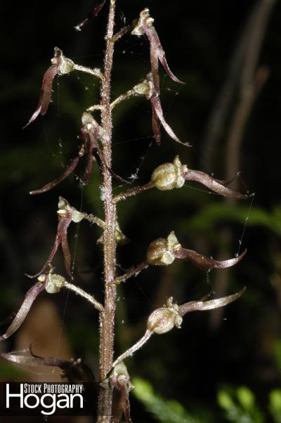 Southern twayblade orchid New Jersey Pine Barrens