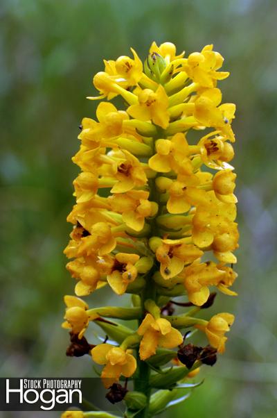 Southern yellow orchid New Jersey Pine Barrens