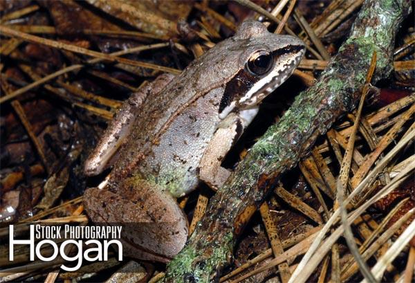 Wood frogs live in the New Jersey Pine Barrens