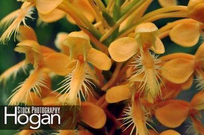 Yellow fringed orchid New Jersey Pine Barrens