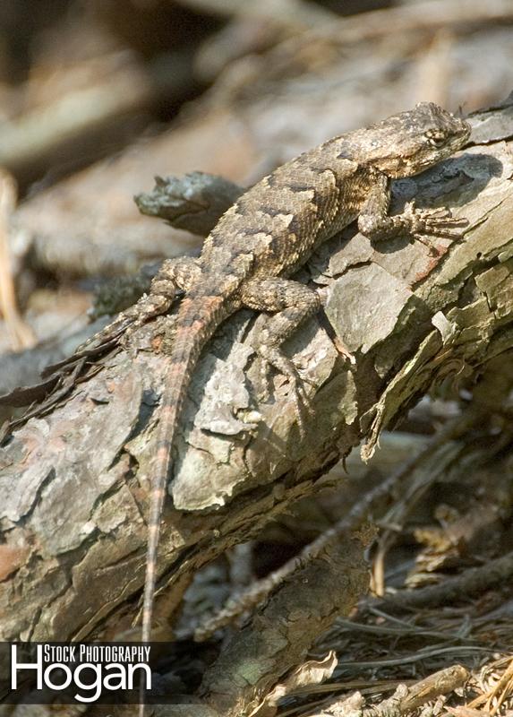 Fence Lizard