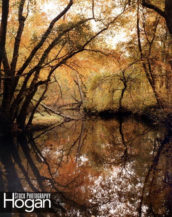 nescochague creek fall NJ Pine Barens