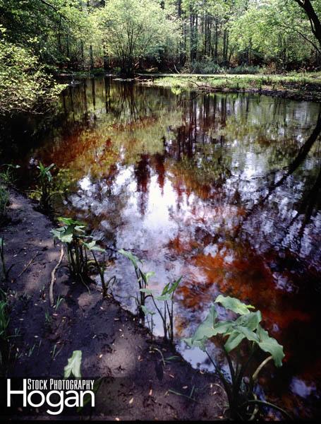 Reflections Great Egg Harbor River 2 NJ Pine BArrens